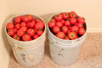 These lovely tomatoes were from a local farm last January. I am hoping to visit make a visit for tomatoes again soon. 